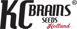 KC Brains KC Brains
